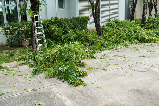 Best Tree Removal Cost  in USA